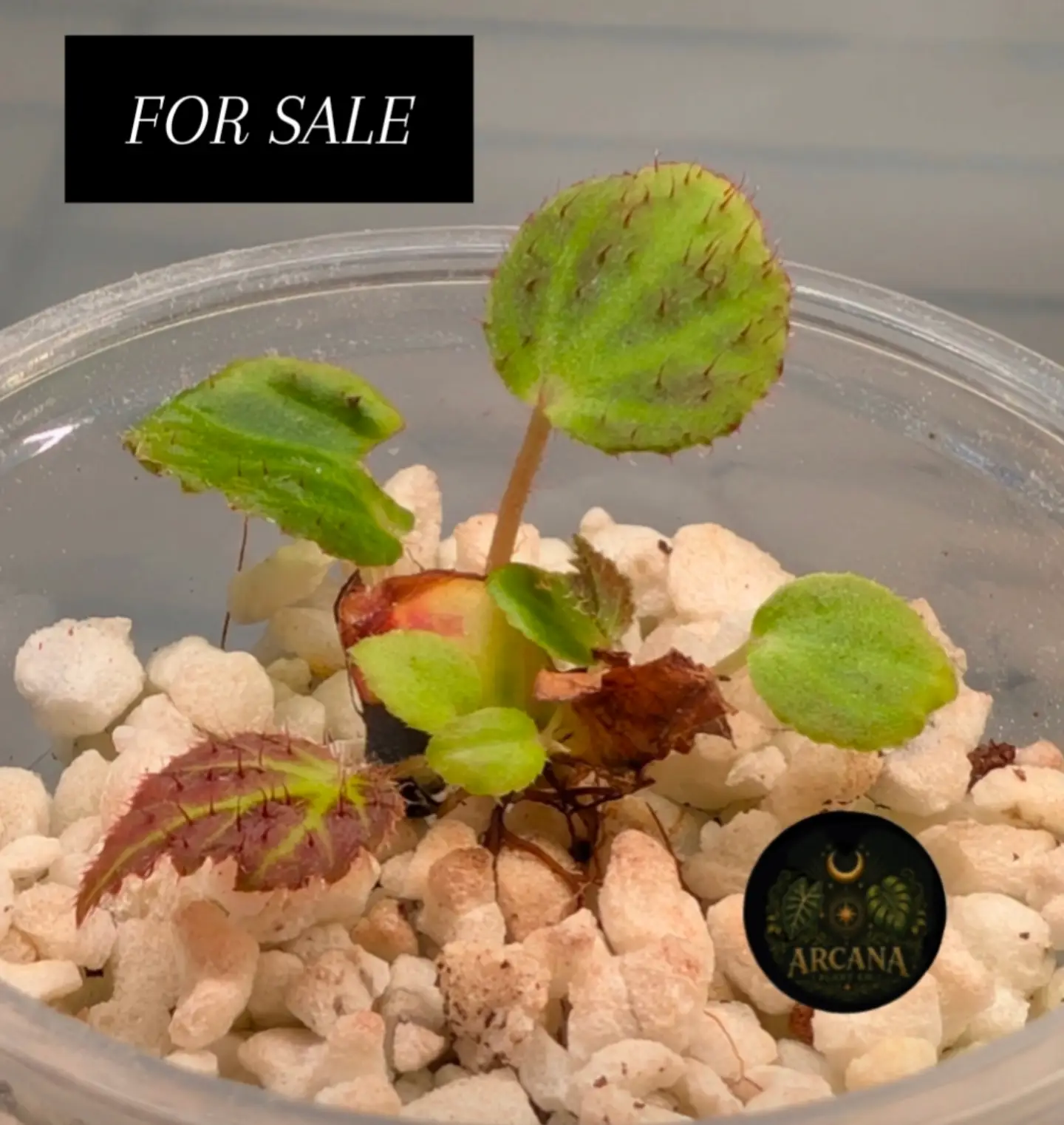 Chloroneura Begonia with green, red-veined leaves in a clear propagation cup.