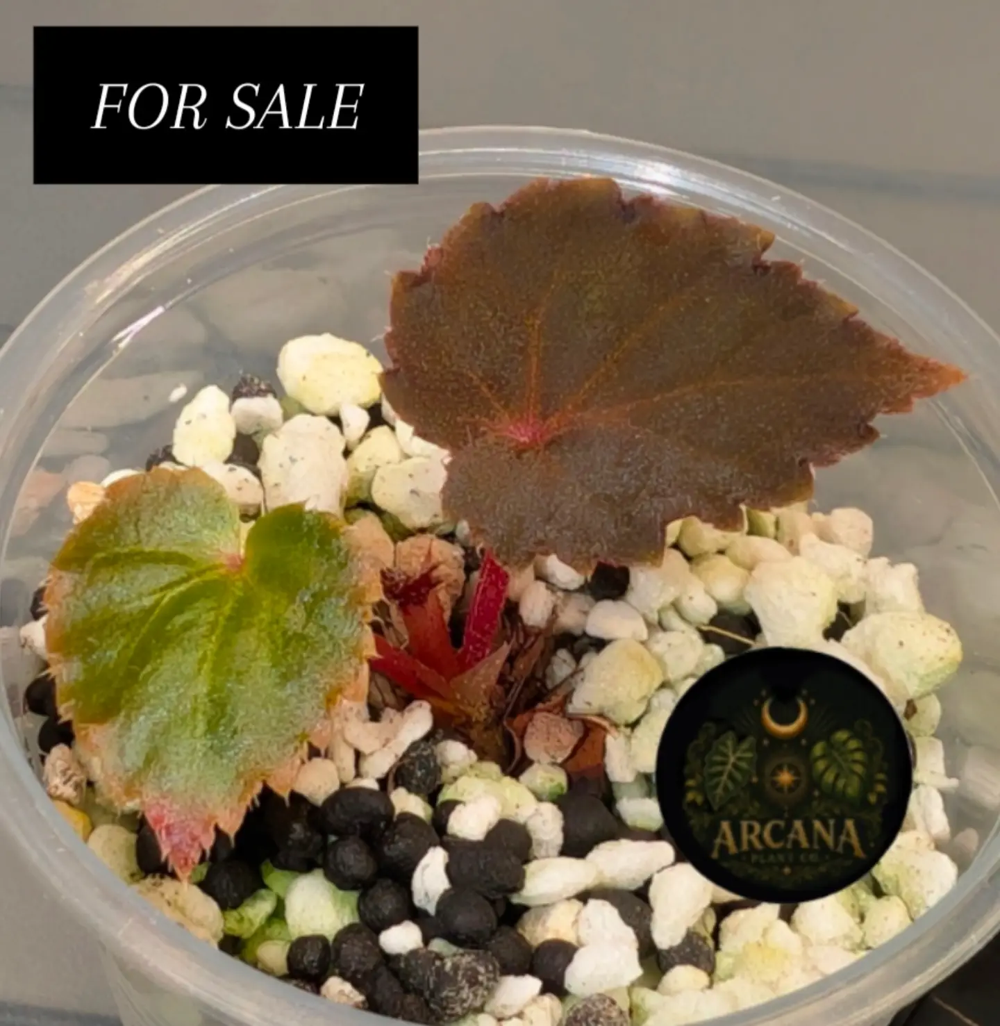 Pavonina Peacock Begonia growing in a clear cup, pictured in Arcana’s sale post.