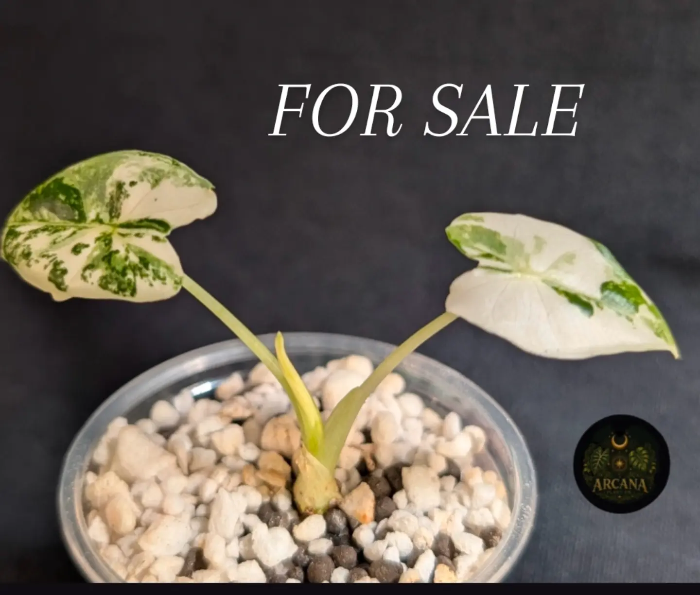 A second variegated Alocasia Frydek shown in Arcana’s separate October 9 sale post.