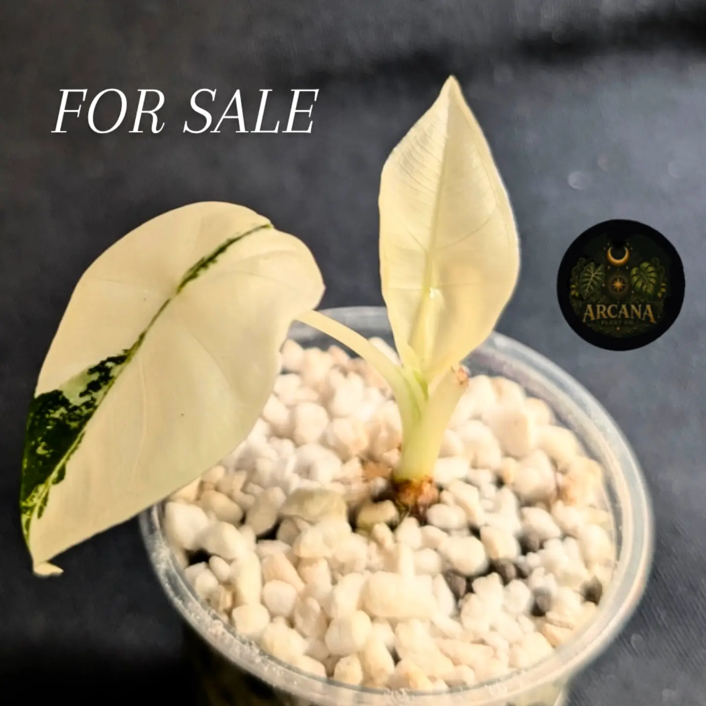 Young variegated Alocasia Frydek with cream leaves and green markings in a clear cup.